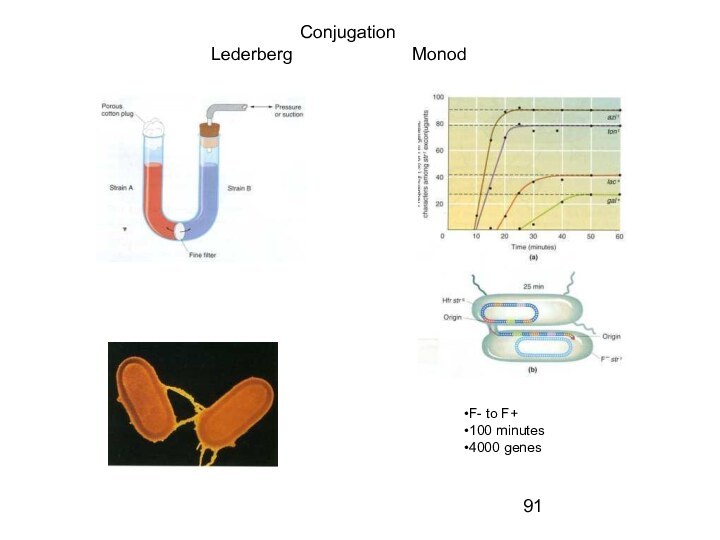 ConjugationLederberg