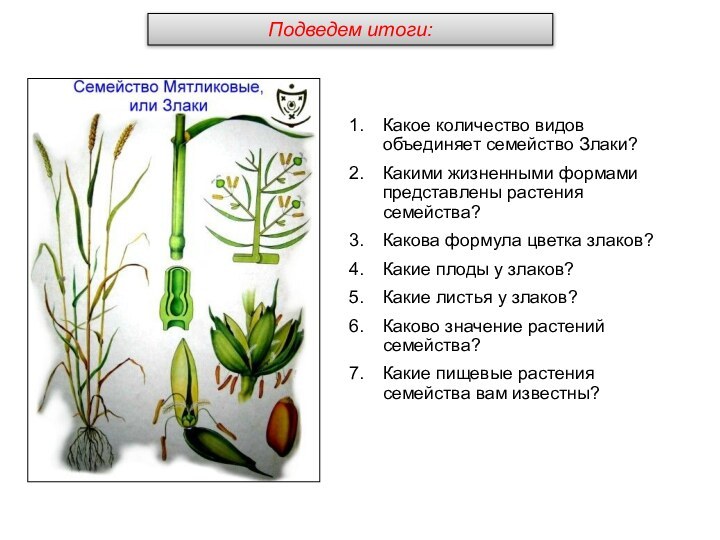 Какое количество видов объединяет семейство Злаки?Какими жизненными формами представлены растения семейства?Какова формула