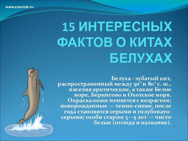 15 ИНТЕРЕСНЫХ ФАКТОВ О КИТАХ БЕЛУХАХБелуха - зубатый кит, распространенный между 50°