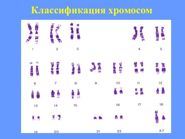 Классификация хромосом