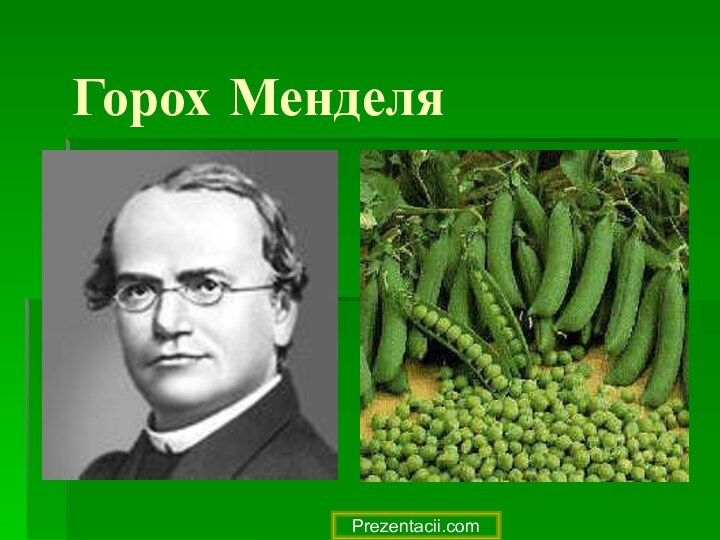 Горох МенделяPrezentacii.com