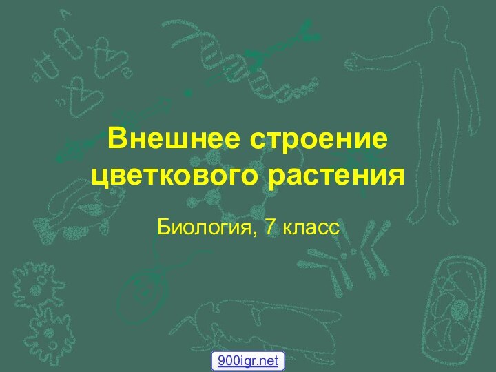 Внешнее строение цветкового растенияБиология, 7 класс