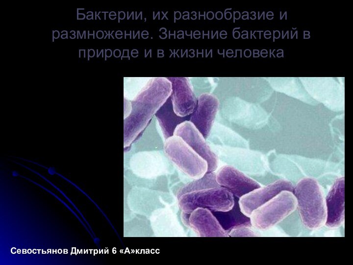Бактерии, их разнообразие и размножение. Значение бактерий в природе и в жизни человекаСевостьянов Дмитрий 6 «А»класс