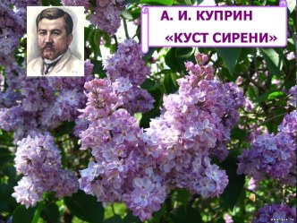 А. И. Куприн Куст Сирени