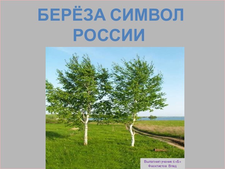 БеРёза символРоссииВыполнил ученик 6 «Б»Феоктистов Влад