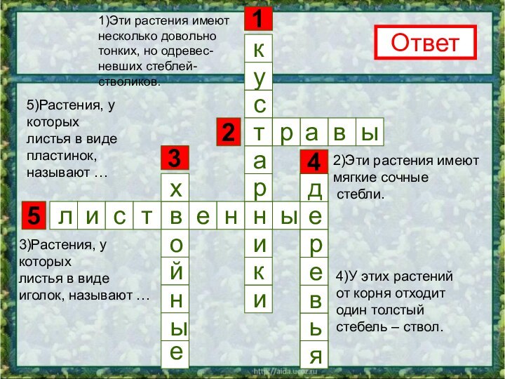 531421)Эти растения имеют несколько довольно тонких, но одревес-невших стеблей-стволиков.Ответ2)Эти растения имеют мягкие