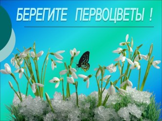 Берегите первоцветы!