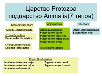 10.5 простейшие без кишечных