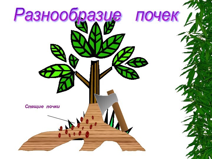 Разнообразие  почек