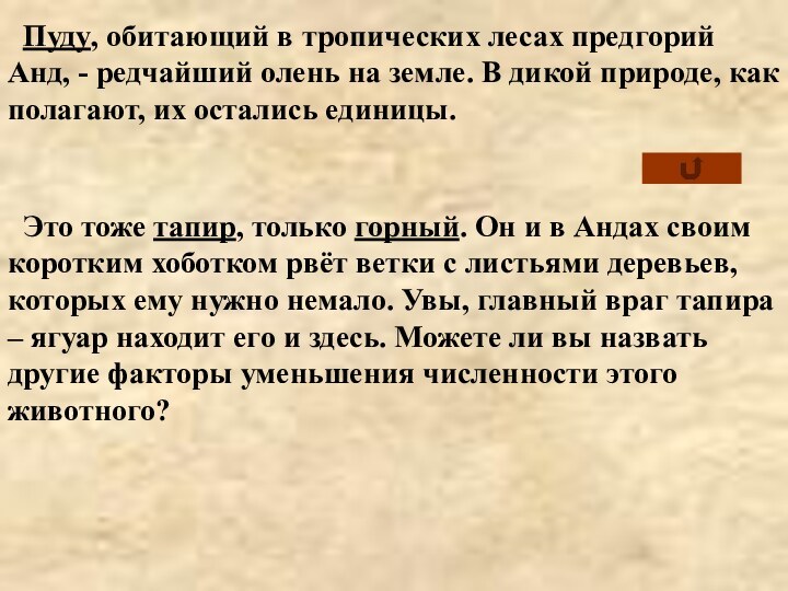 Пуду, обитающий в тропических лесах предгорий Анд, - редчайший олень на