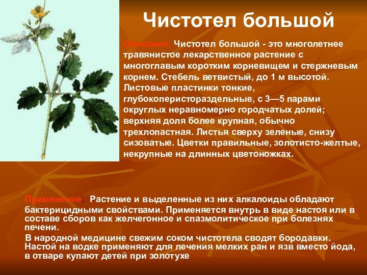 Применение. Растение и выделенные из них алкалоиды обладают бактерицидными свойствами. Применяется внутрь