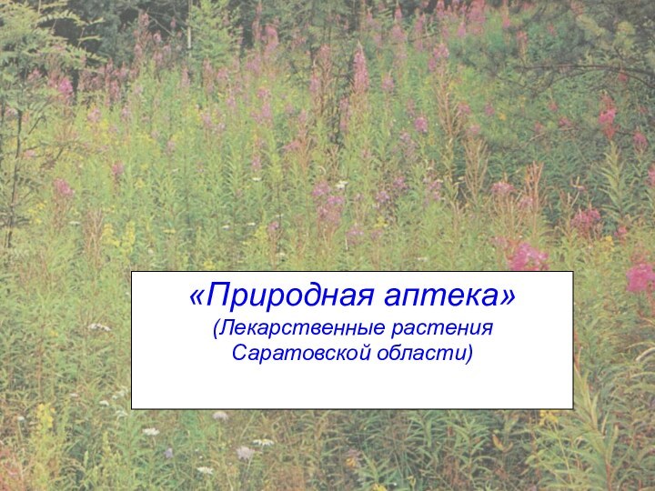 «Природная аптека»(Лекарственные растения Саратовской области)