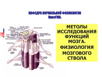 МЕТОЛЫ ИССЛЕДОВАНИЯ ФУНКЦИЙ МОЗГА. ФИЗИОЛОГИЯ МОЗГОВОГО СТВОЛА