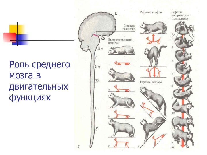 Роль среднего мозга в двигательных функциях