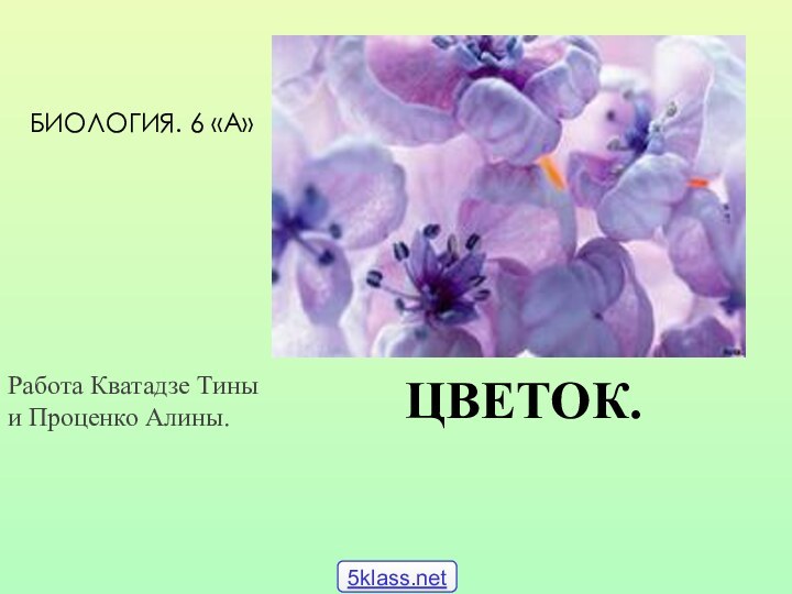 ЦВЕТОК.Работа Кватадзе Тины и Проценко Алины.БИОЛОГИЯ. 6 «А»