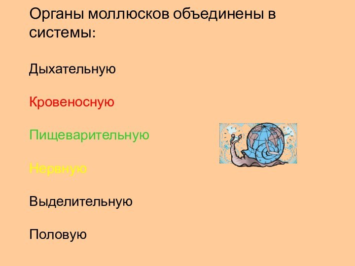 Органы моллюсков объединены в системы:ДыхательнуюКровеноснуюПищеварительнуюНервнуюВыделительнуюПоловую