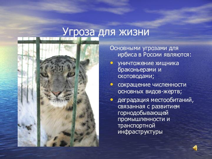 Угроза для жизниОсновными угрозами для ирбиса в России являются:уничтожение хищника браконьерами и