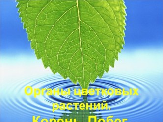 Органы цветковых растений. Корень. Побег