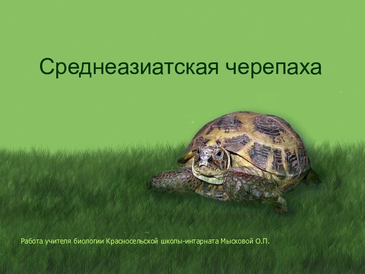 Работа учителя биологии Красносельской школы-интарната Мысковой О.П.Среднеазиатская черепаха