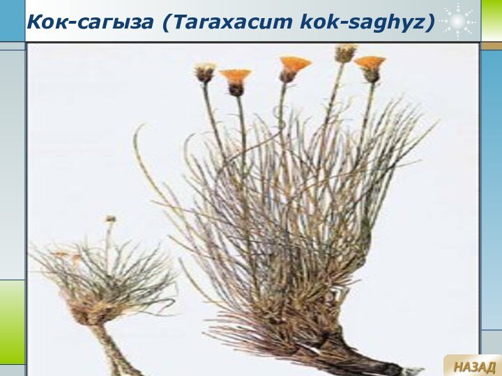 Company Logowww.themegallery.comКок-сагыза (Taraxacum kok-saghyz)