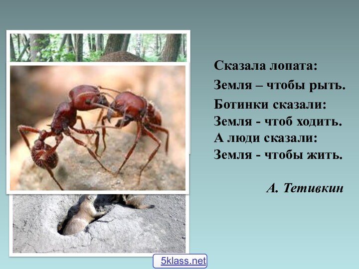 Сказала лопата:Земля – чтобы рыть.Ботинки сказали: Земля - чтоб ходить. А люди