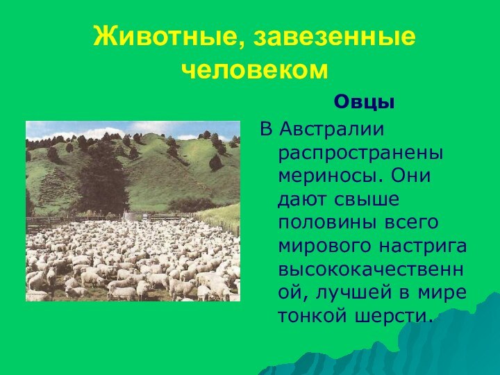 Животные, завезенные человекомОвцы В Австралии распространены мериносы. Они дают свыше половины всего