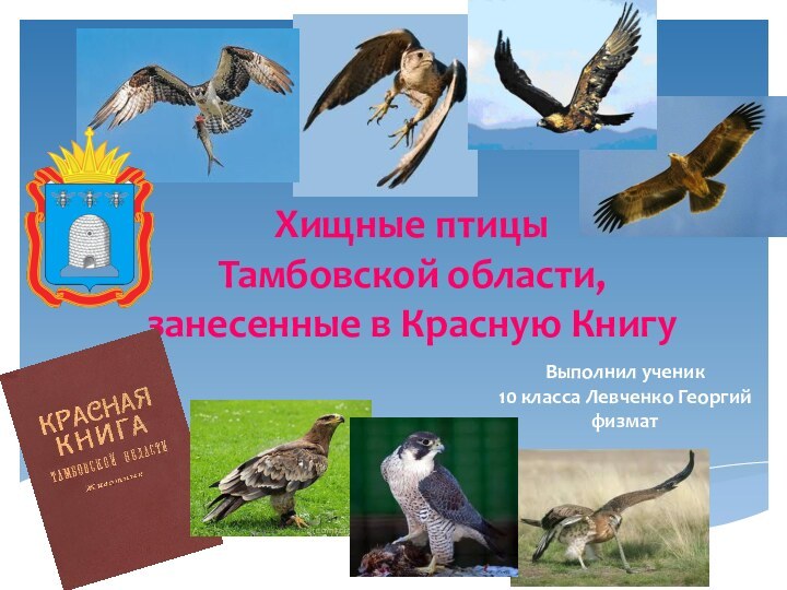 Хищные птицы  Тамбовской области, занесенные в Красную КнигуВыполнил ученик 10 класса Левченко Георгийфизмат