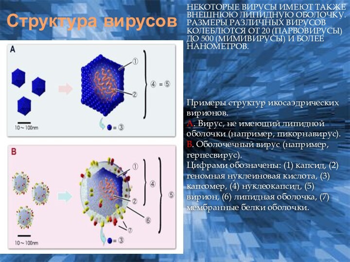 Вирус состав. Вирион мимивируса. Какое строение имеют вирусы. Отличие вируса от вириона. Вирусы имеют ядро.