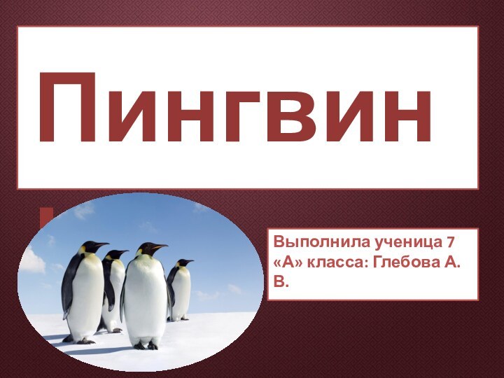 ПингвиныВыполнила ученица 7 «А» класса: Глебова А. В.