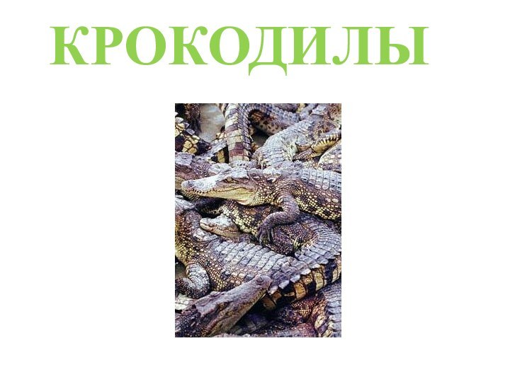 КРОКОДИЛЫ