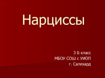 Нарциссы