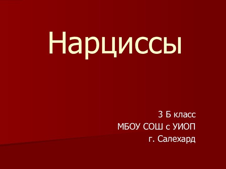 Нарциссы3 Б классМБОУ СОШ с УИОПг. Салехард