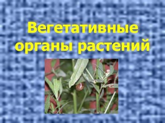 Вегетативные органы растений