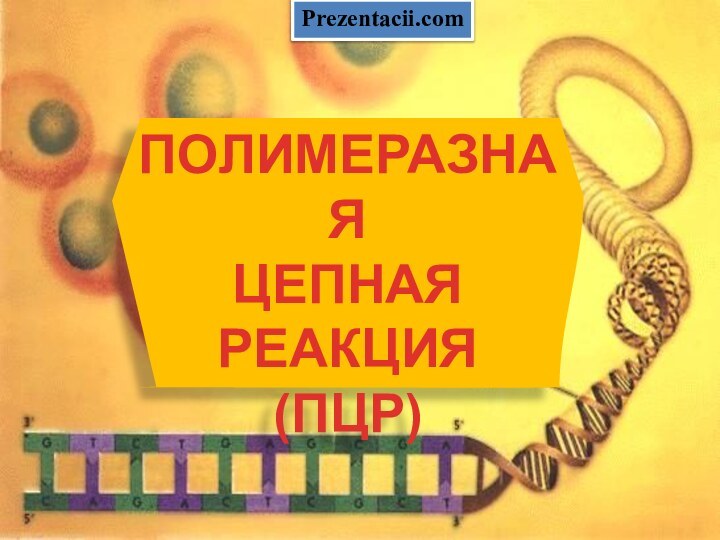 ПОЛИМЕРАЗНАЯЦЕПНАЯРЕАКЦИЯ(ПЦР)Prezentacii.com