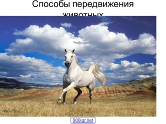 Движение животных