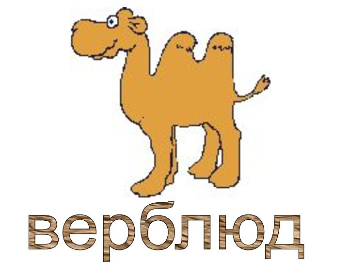 верблюд