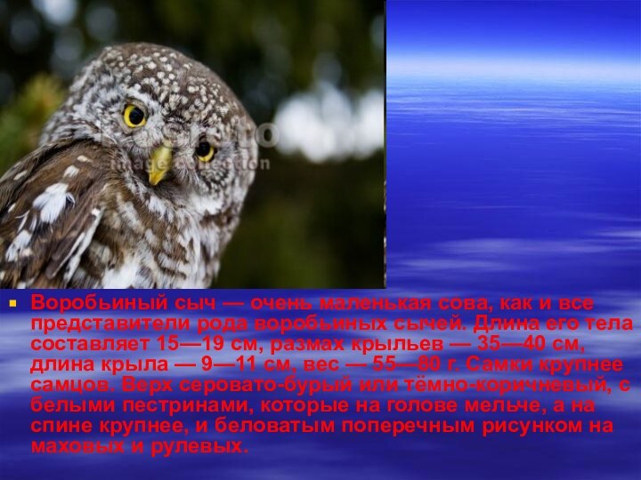 Воробьиный сыч — очень маленькая сова, как и все представители рода воробьиных