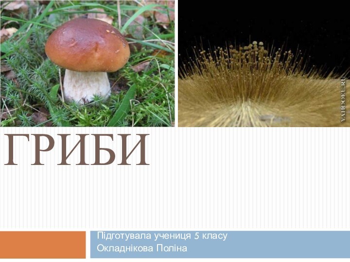 ГрибиПідготувала учениця 5 класуОкладнікова Поліна