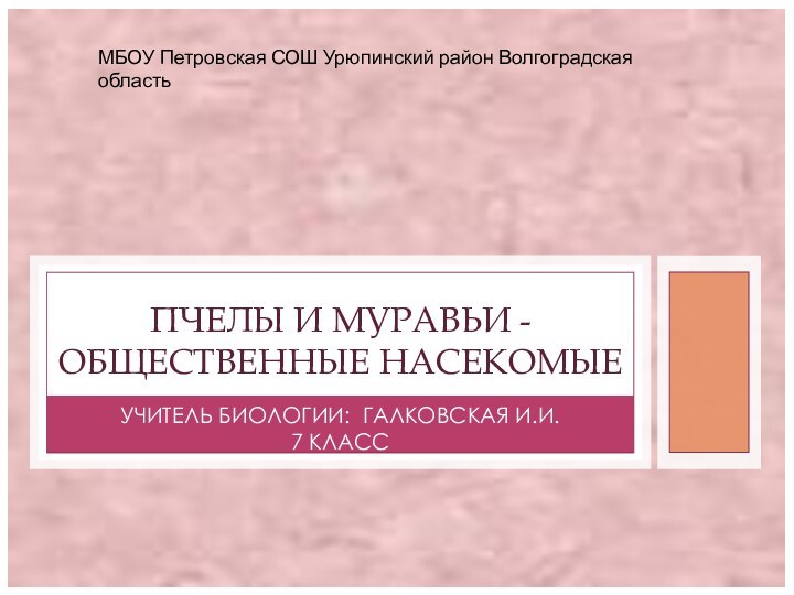 УЧИТЕЛЬ БИОЛОГИИ: ГАЛКОВСКАЯ И.И.7 КЛАССПЧЕЛЫ И МУРАВЬИ -ОБЩЕСТВЕННЫЕ НАСЕКОМЫЕМБОУ Петровская СОШ Урюпинский район Волгоградская область