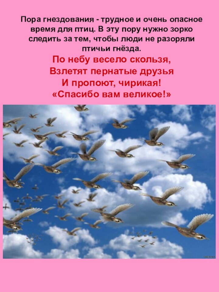 Пора гнездования - трудное и очень опасное время для птиц. В эту