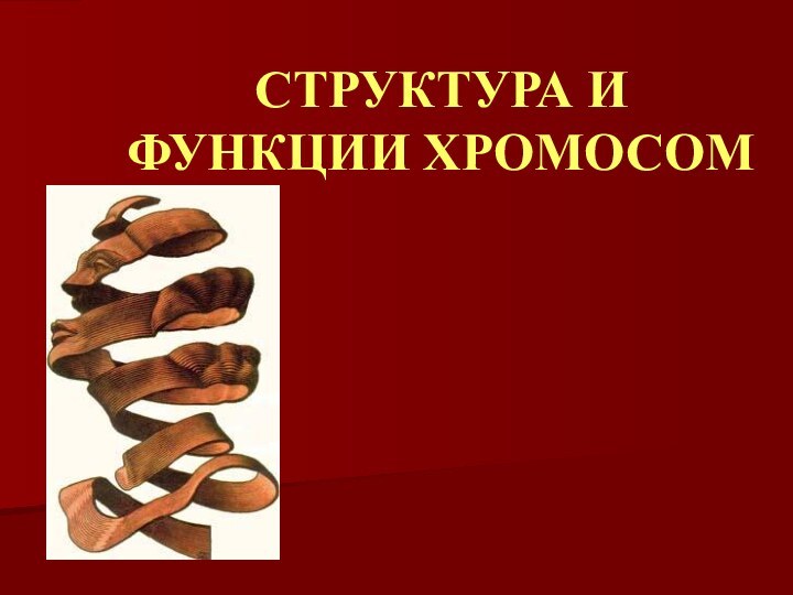 СТРУКТУРА И ФУНКЦИИ ХРОМОСОМ