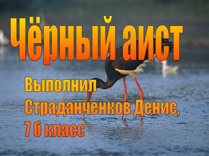 Чёрный аистВыполнил  Страданченков Денис,  7 б класс