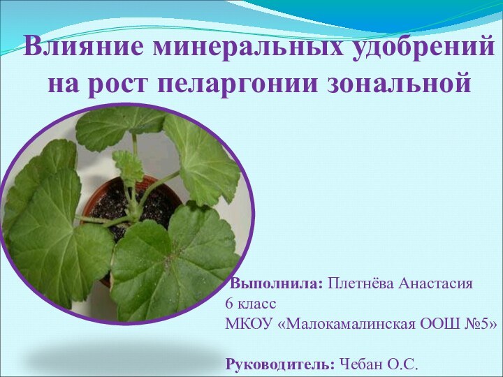 Влияние минеральных удобрений на рост пеларгонии зональной Выполнила: Плетнёва Анастасия6 класс МКОУ