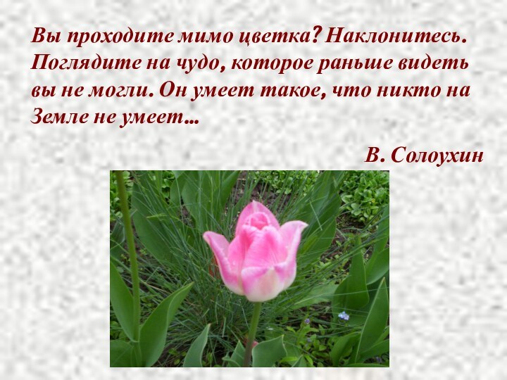 Вы проходите мимо цветка? Наклонитесь. Поглядите на чудо, которое раньше видеть вы