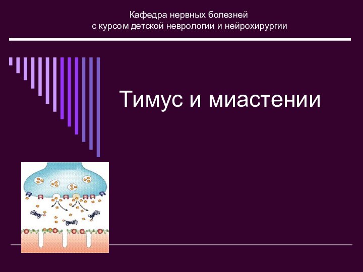 Тимус и миастенииКафедра нервных болезней с курсом детской неврологии и нейрохирургии