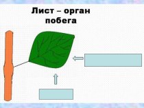 Лист - боковой орган побега