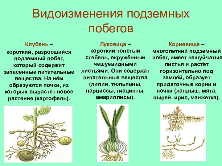 Видоизменения подземных побеговКлубень –короткий, разросшийся подземный побег, который содержит запасённые питательные вещества.