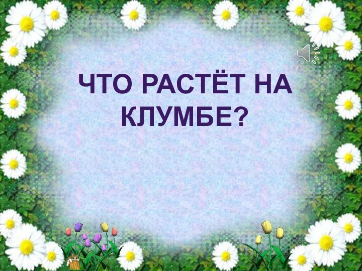 Что растёт на клумбе?