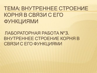 -Внутреннее строение корня в связи с его функциями-