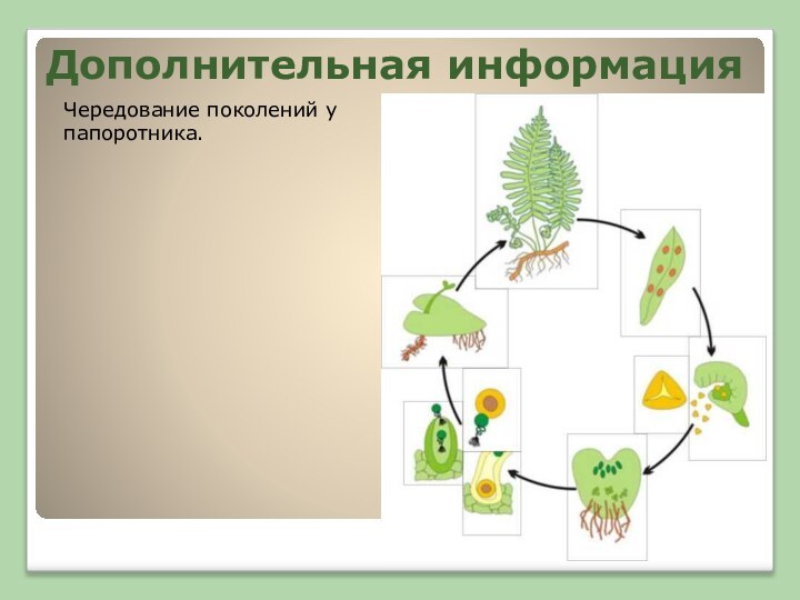 Дополнительная информацияЧередование поколений у папоротника.